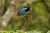RareForestBirds (4)